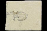 Cretaceous Fossil Shrimp - Lebanon #123902-1
